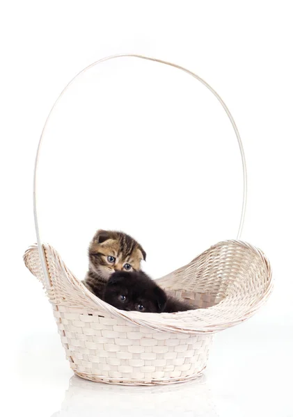 Twee kittens in de mand — Stockfoto