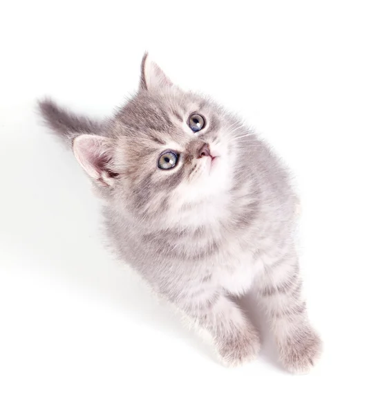 Kleines graues Kätzchen — Stockfoto