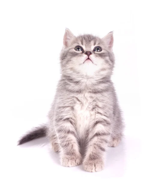 Small kitten pedigreed — Stock Photo, Image