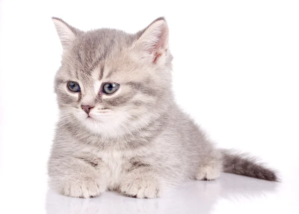 British beautiful kitten — Stockfoto