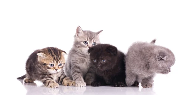 Чотири різнокольорові кошенят — стокове фото