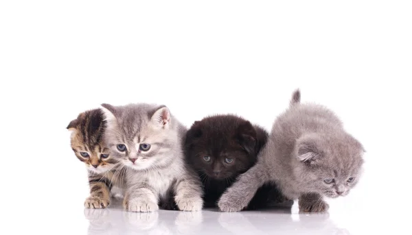 Fyra nyfikna kattungar — Stockfoto
