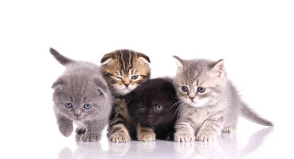 Τέσσερα μικρά γατάκια — Φωτογραφία Αρχείου