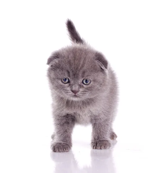 Aranyos szürke cica — Stock Fotó