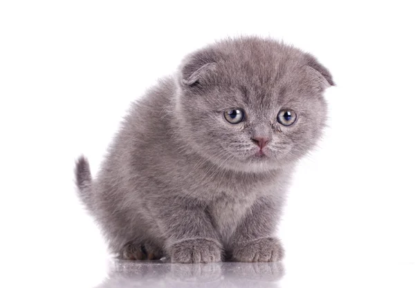 Забавный маленький британский котенок — стоковое фото