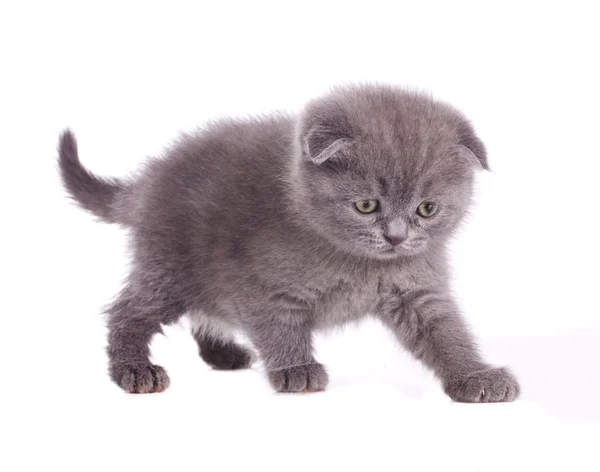 Lilla grå kattunge — Stockfoto