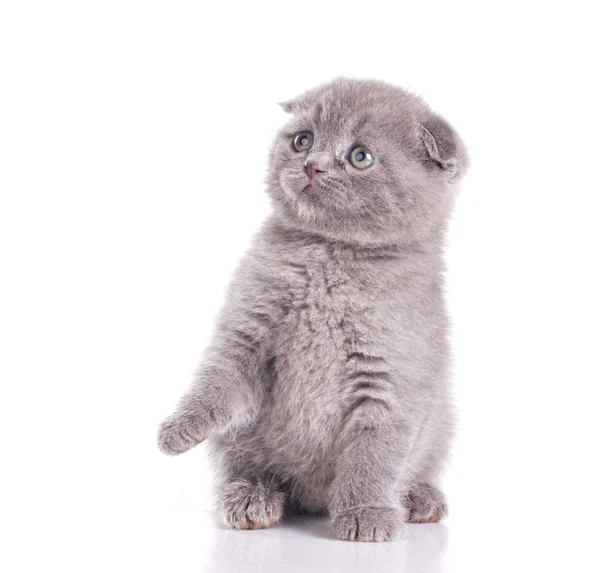 Weinig grijze Britse kitten — Stockfoto
