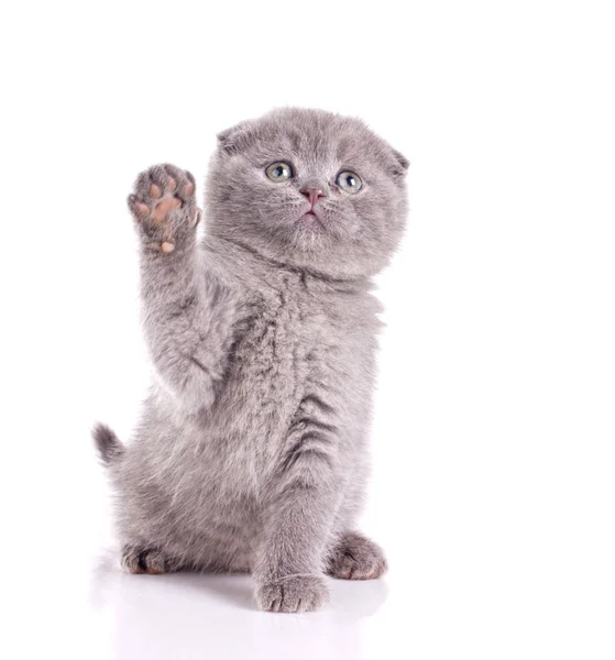 Little cat gray british — Stock Photo, Image