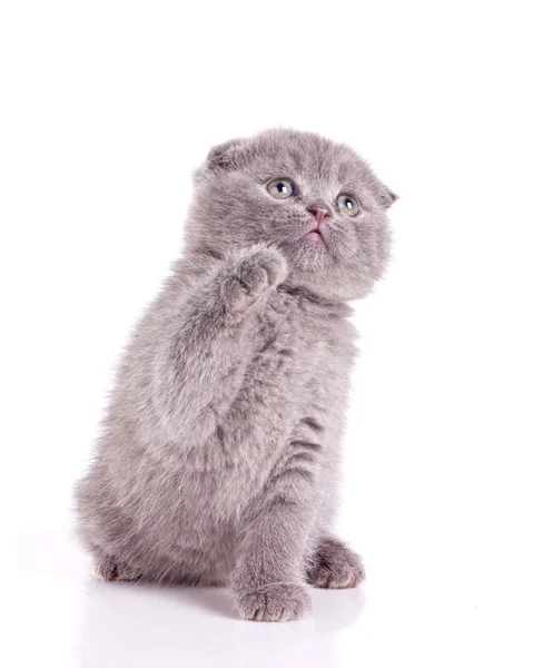 Kleines Kätzchen grau britisch — Stockfoto