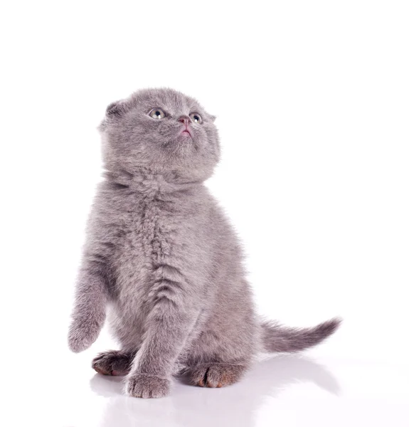 Lilla grå fluffiga kattunge — Stockfoto