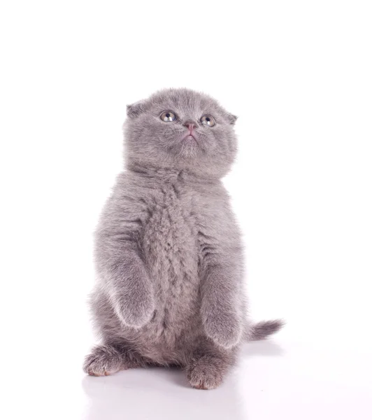 Kucing berbulu abu-abu kecil — Stok Foto