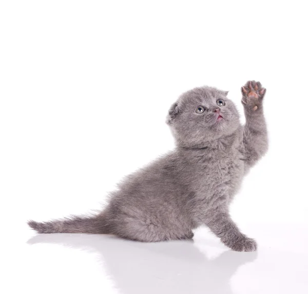 Fumose british kitten — Stock Photo, Image