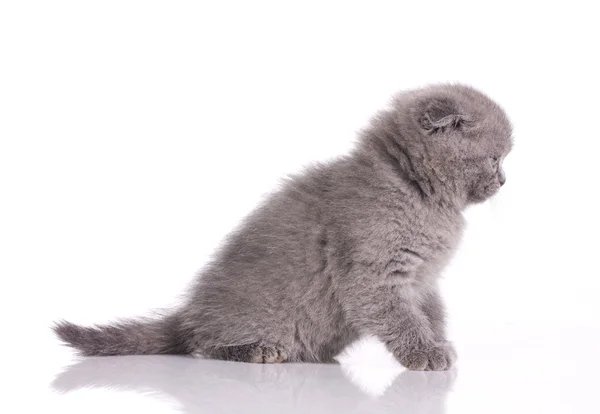 Koťátko britské šedá — Stock fotografie