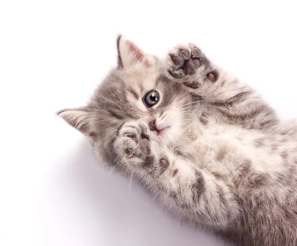 Kitten leugen aan achterkant — Stockfoto