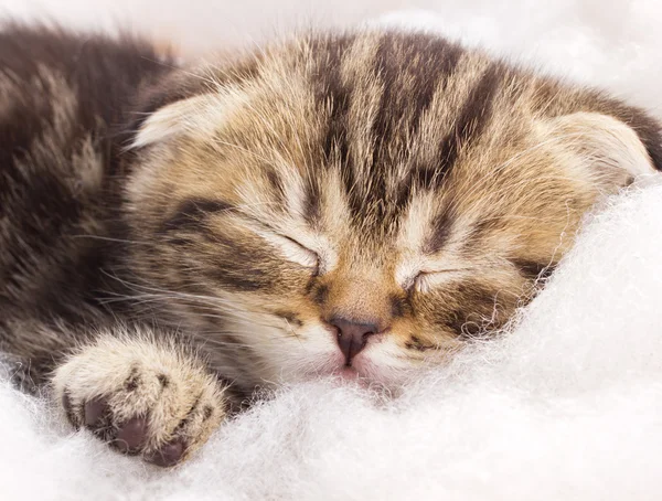 Söta lilla kattunge sover — Stockfoto