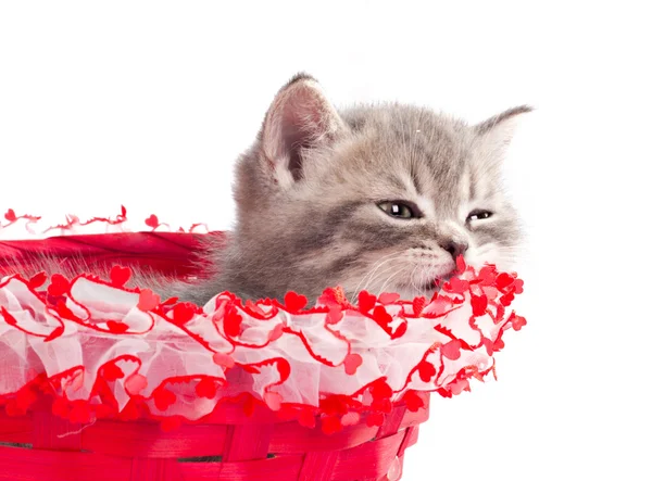 Kitten in doos — Stockfoto
