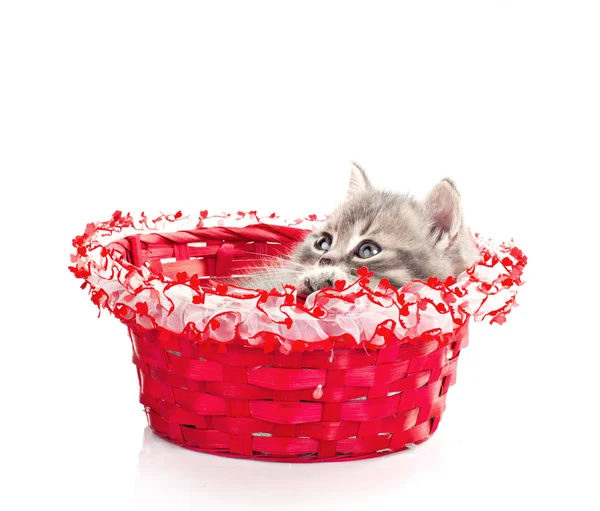 Pequeno gatinho em caixa bonita — Fotografia de Stock