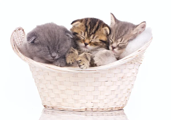 Schlafende Kätzchen — Stockfoto