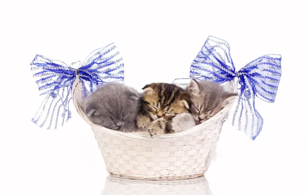 Drie kleine katjes slapen in mand — Stockfoto