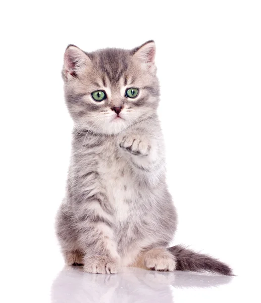 Милый котенок держит лапу — стоковое фото
