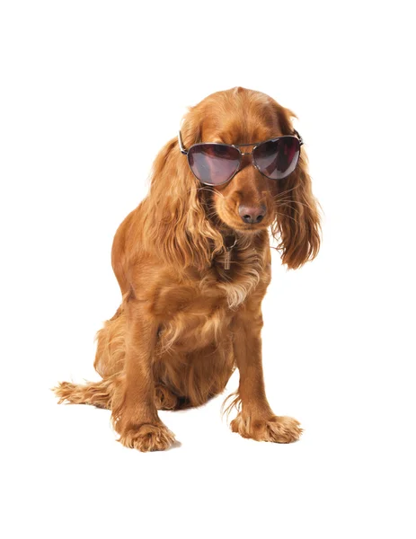 Beautiful cocker spaniel in sunglasses — Stock Photo, Image