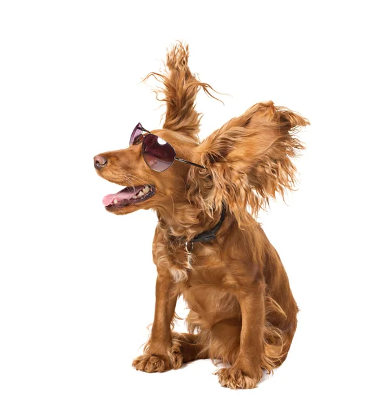 Hond cocker in zonnebril — Stockfoto
