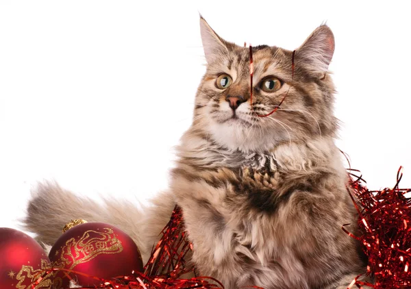 Katze und Weihnachten — Stockfoto