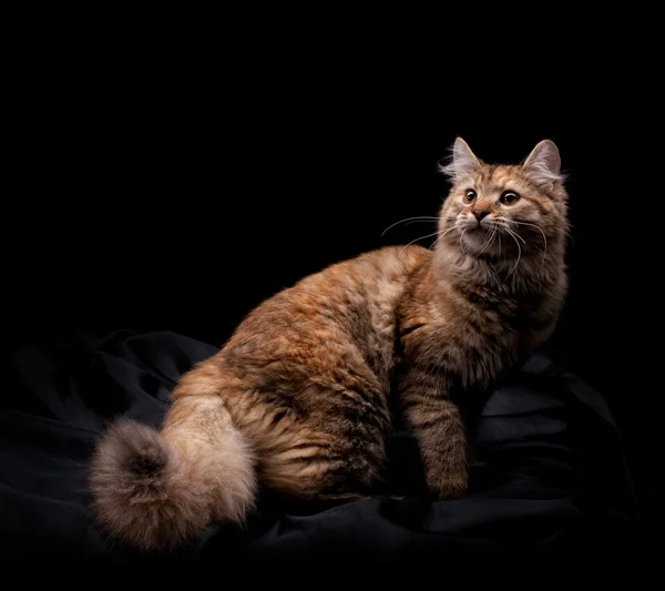 Piękny kot — Zdjęcie stockowe