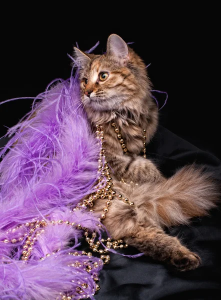 Luxe kat — Stockfoto