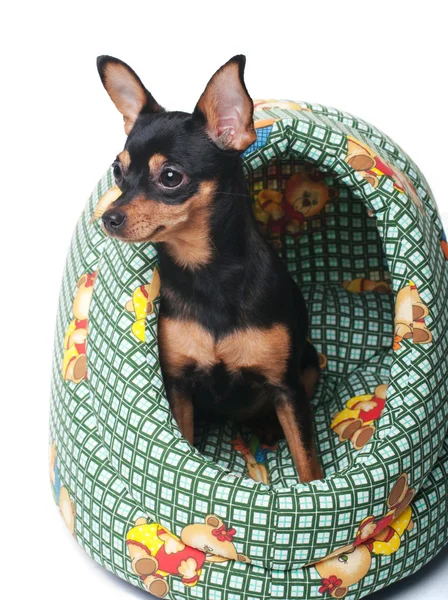 Russian toy terrier — Stock Photo, Image