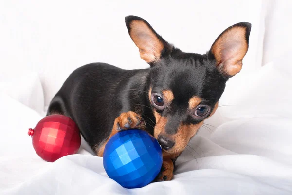 Funny Toy Terrier with Christmas decoration — Stock Photo, Image