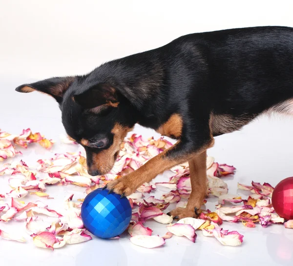 Lustiger Toy Terrier mit Weihnachtsdekoration — Stockfoto