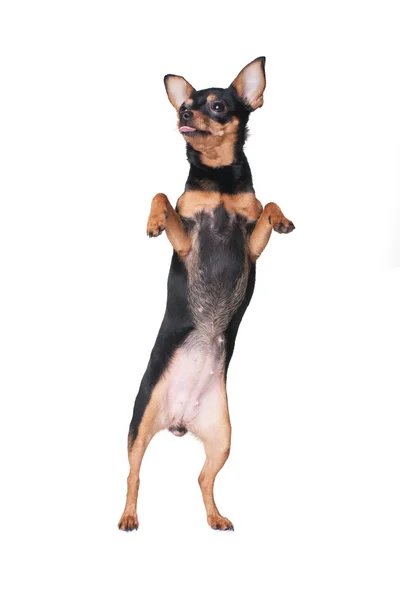 A russian toy terrier upstanding — Stock Photo, Image