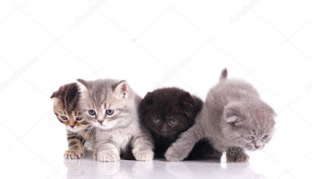 Four curious kittens