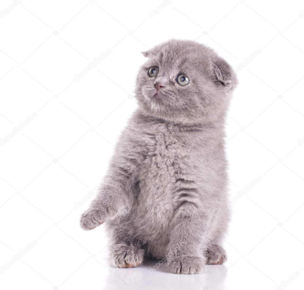 Little gray british kitten