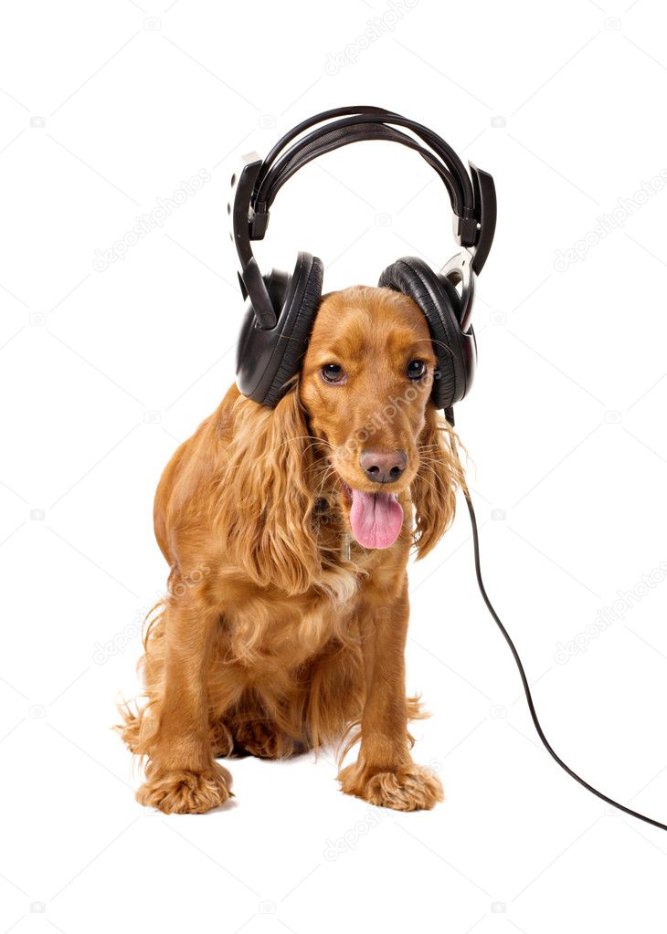 Cocker spaniel in headphones