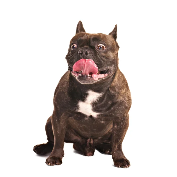 Frightened french bulldog — Stock Photo, Image
