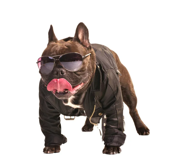 Bulldog francés motorista — Foto de Stock