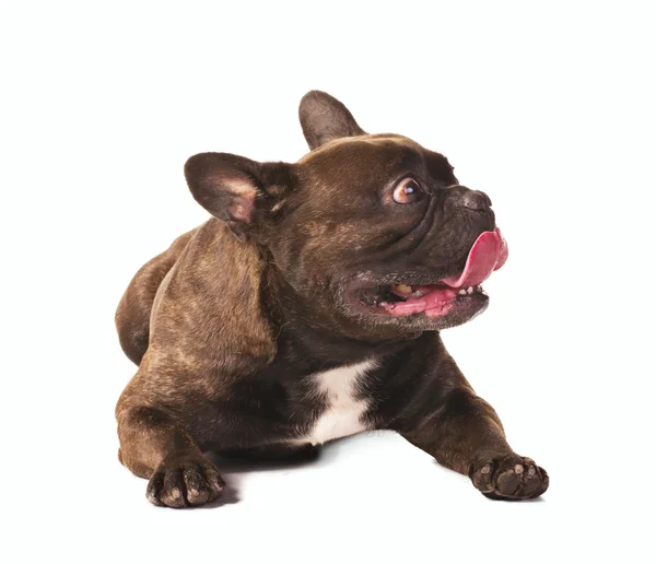 Verängstigte französische Bulldogge — Stockfoto