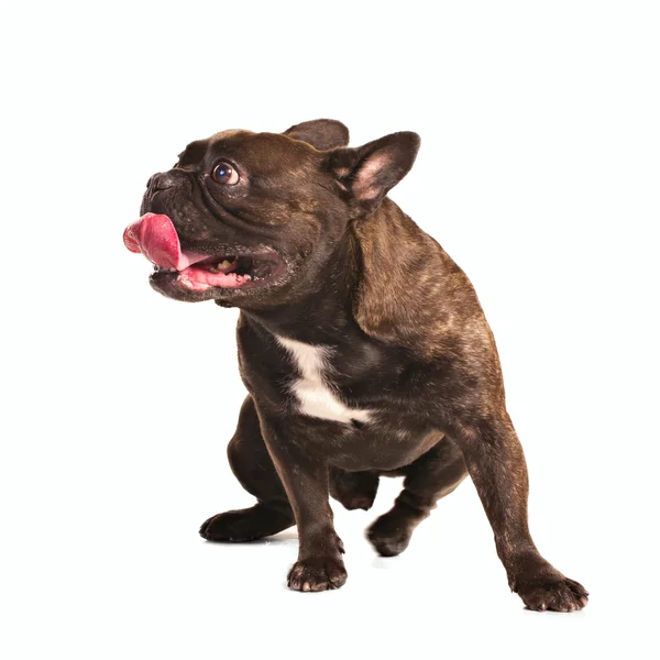 Curioso bulldog francés —  Fotos de Stock