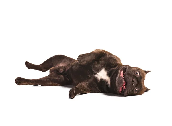 Französische Bulldogge geschockt — Stockfoto