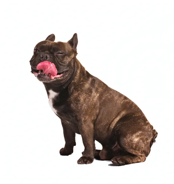 Lachende Franse bulldog — Stockfoto