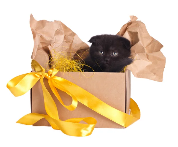Lovely black kitten in a box set — Stock Photo, Image