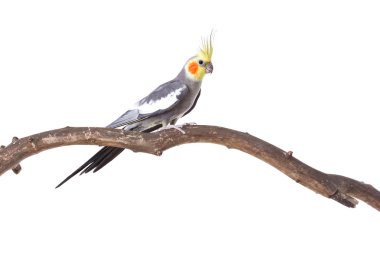 Parrot on the branch clipart
