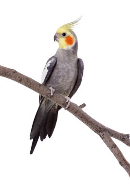 Parrot on the perch clipart