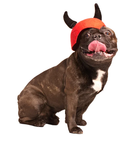 Schlitzohrige französische Bulldogge im Helm mit Hörner — Stockfoto