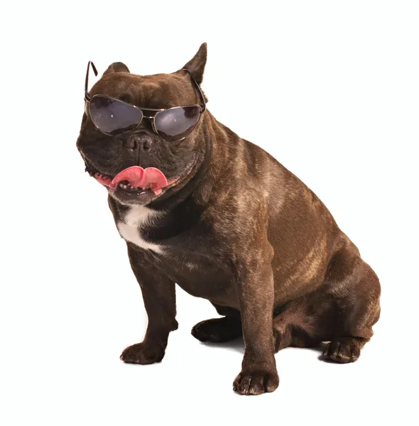 Bulldog francés en gafas de sol —  Fotos de Stock
