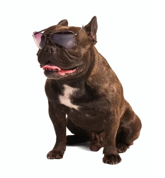 Braune französische Bulldogge mit Sonnenbrille — Stockfoto