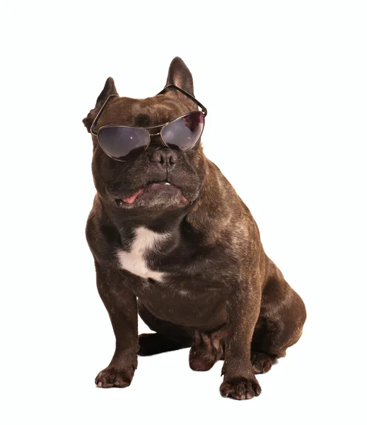 Kleine Bulldogge mit Sonnenbrille — Stockfoto