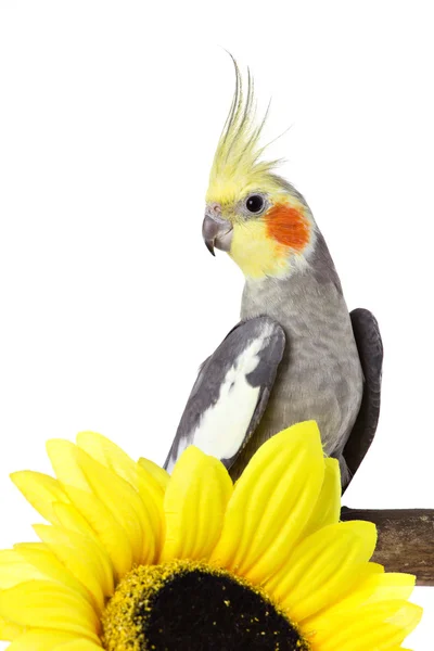 Papagei und eine Blume — Stockfoto